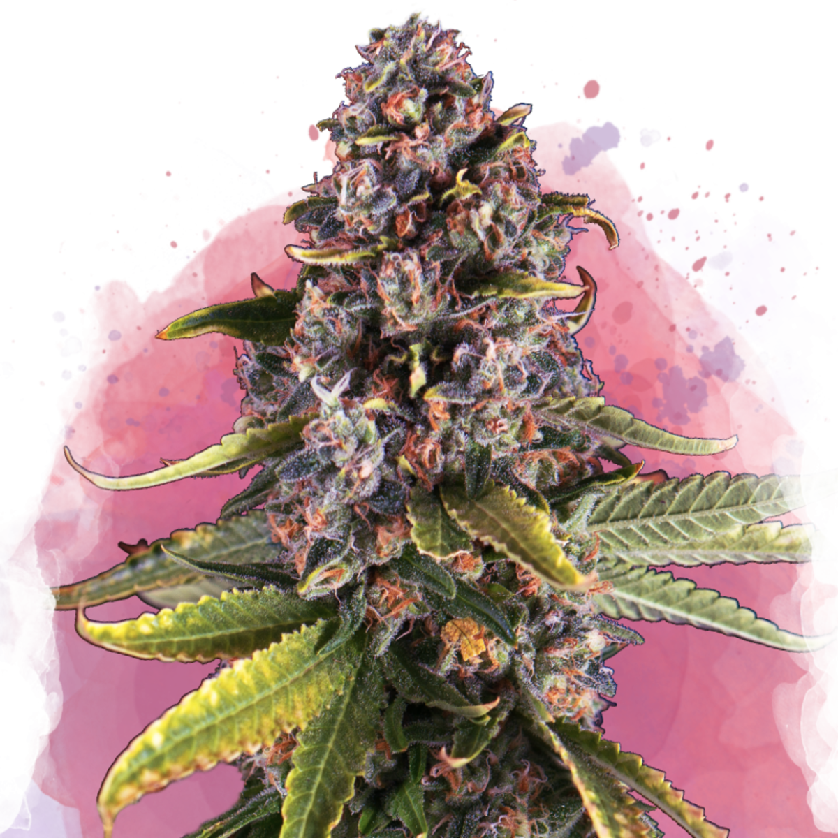 Nirvana Seeds Raspberry Cough Feminisierte Hanfsamen