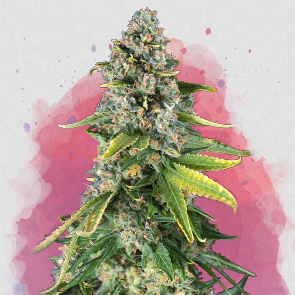 Nirvana Seeds Skunk #1 Automatic Hanfsamen Cannabisblüte