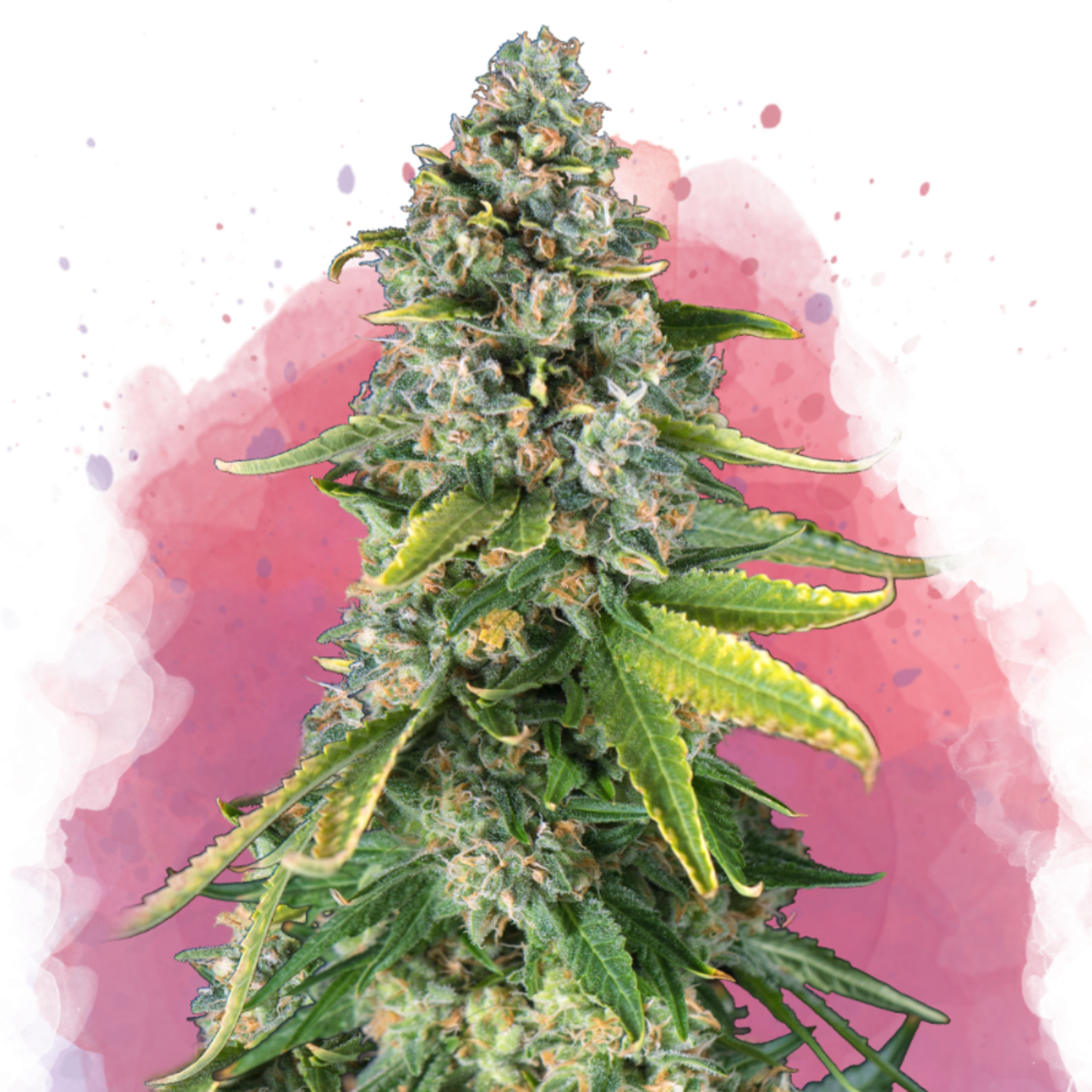 Nirvana Seeds Skunk #1 Feminisierte Hanfsamen