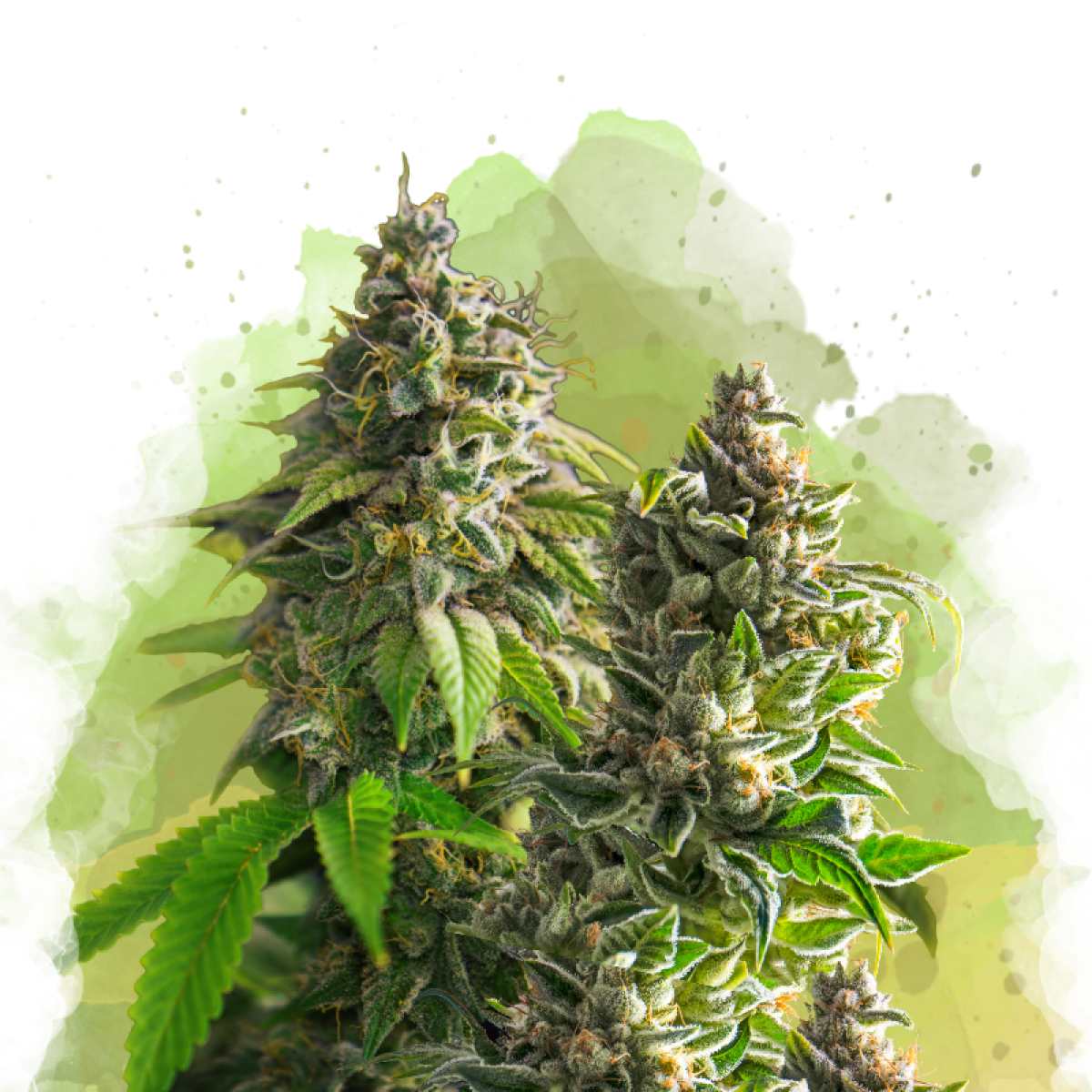 Nirvana Seeds Somango XXL Automatic Hanfsamen