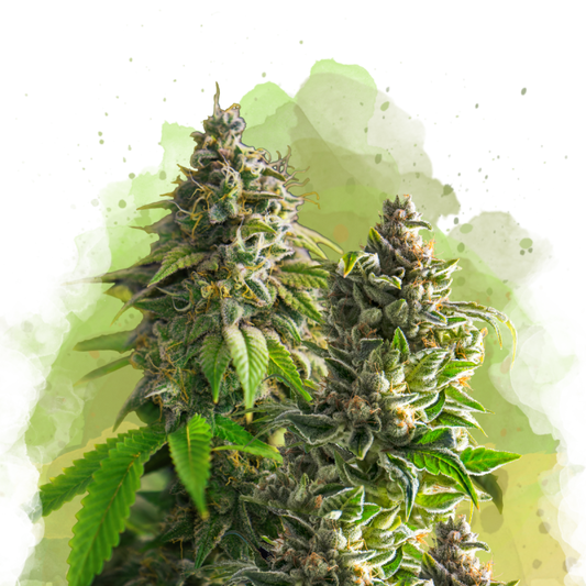 Nirvana Seeds Somango XXL Automatic Hanfsamen