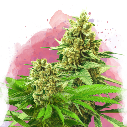 Nirvana Seeds Somango XXL Feminisierte Hanfsamen