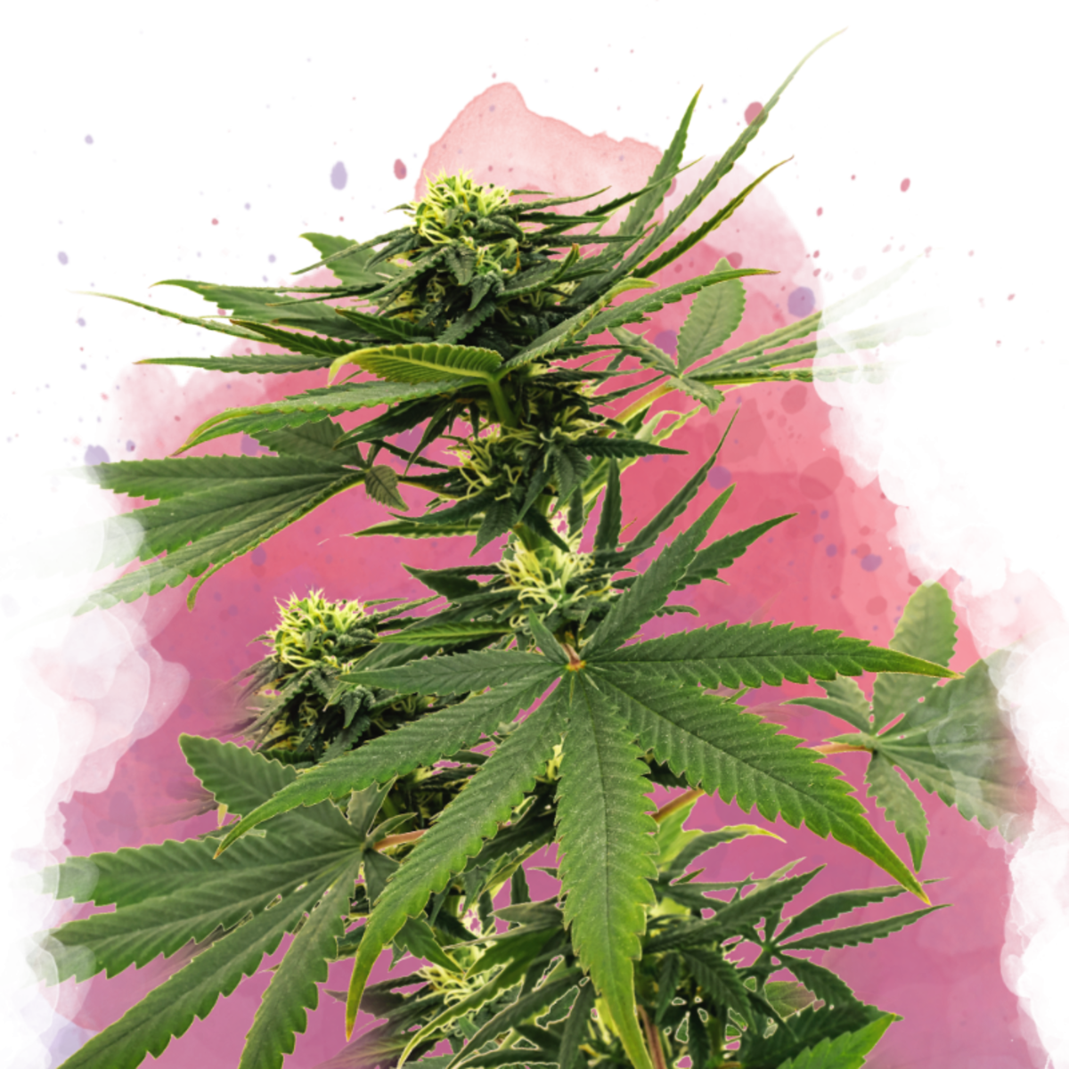 Nirvana Seeds Sour Diesel Feminisierte Hanfsamen