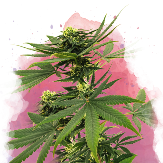 Nirvana Seeds Sour Diesel Feminisierte Hanfsamen