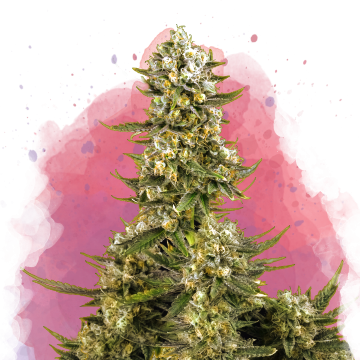 Nirvana Seeds Super Silver Haze Feminisierte Hanfsamen