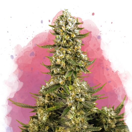 Nirvana Seeds Super Silver Haze Feminisierte Hanfsamen