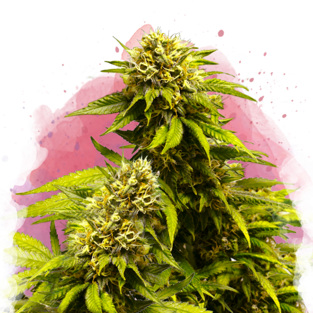 Nirvana Seeds Super Skunk Feminisierte Hanfsamen