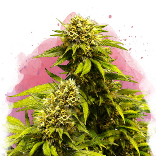 Nirvana Seeds Super Skunk Feminisierte Hanfsamen