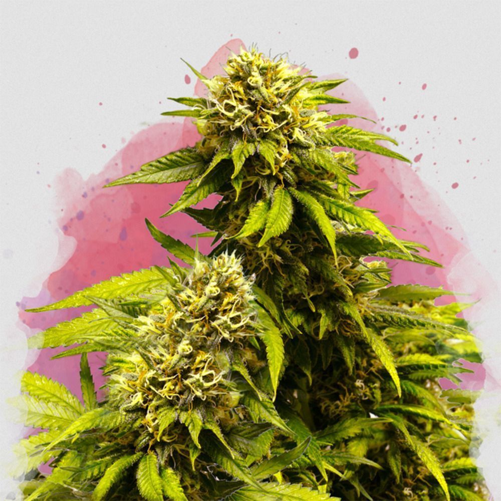Nirvana Seeds Super Skunk Reguläre Hanfsamen Cannabisblüte