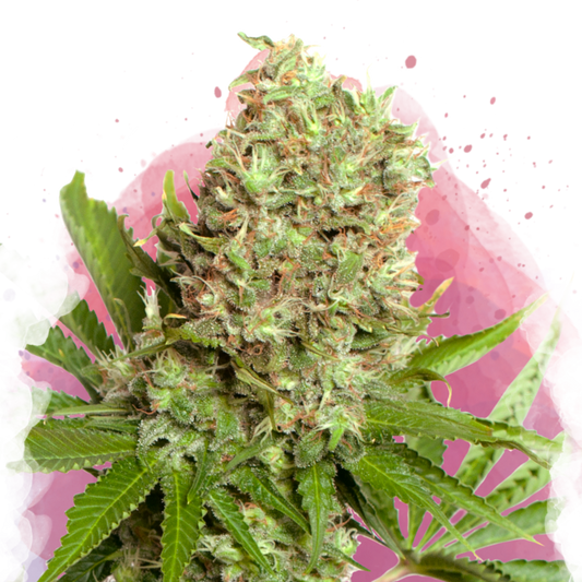 Nirvana Seeds White Widow Feminisierte Hanfsamen