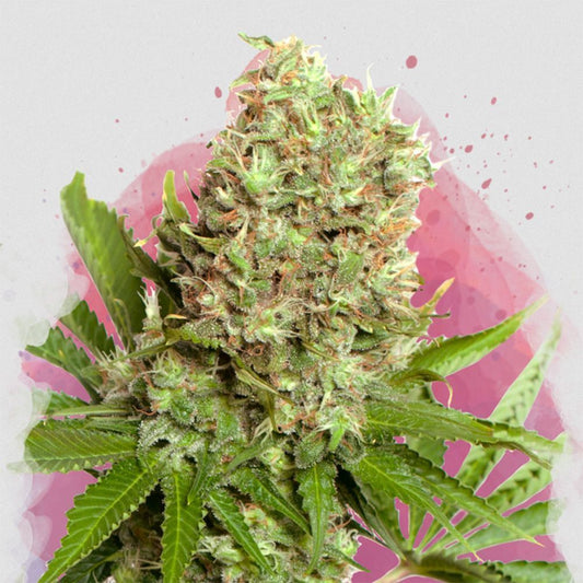 Nirvana Seeds White Widow Reguläre Hanfsamen Cannabisblüte