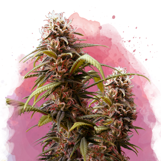 Nirvana Seeds Wonder Woman Feminisierte Hanfsamen