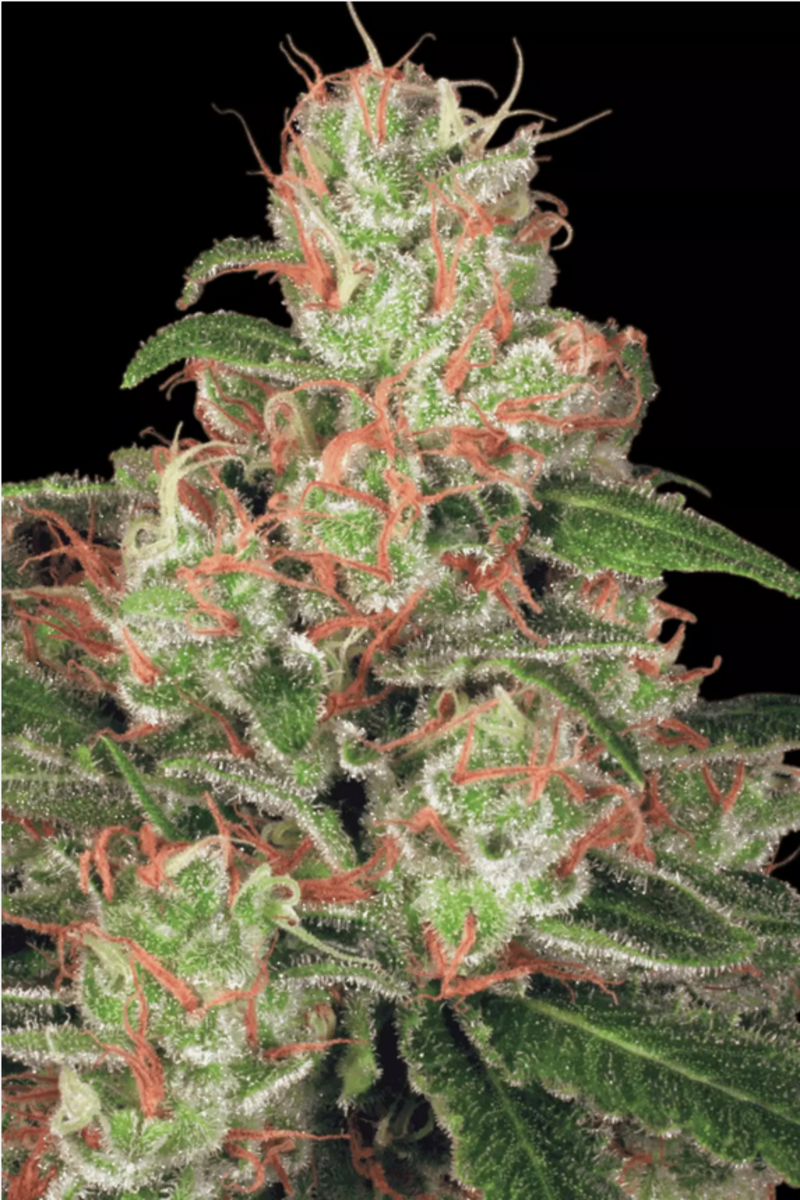 Automatic Cannabissamen Acid