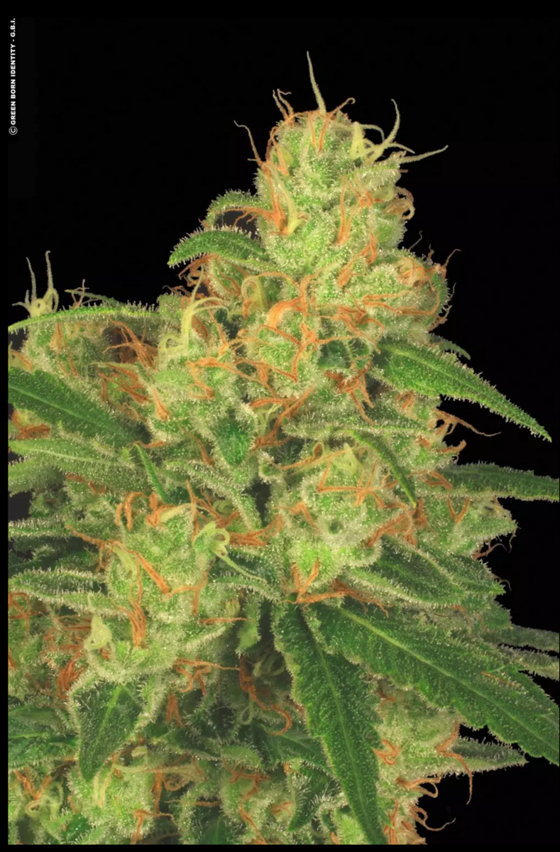 Paradise Seeds Acid Automatic Hanfsamen