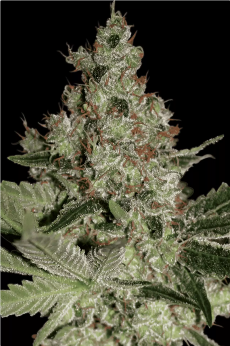 Paradise Seeds Acid feminisierte Hanfsamen