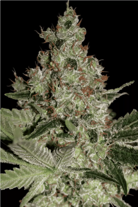 Paradise Seeds Acid feminisierte Hanfsamen