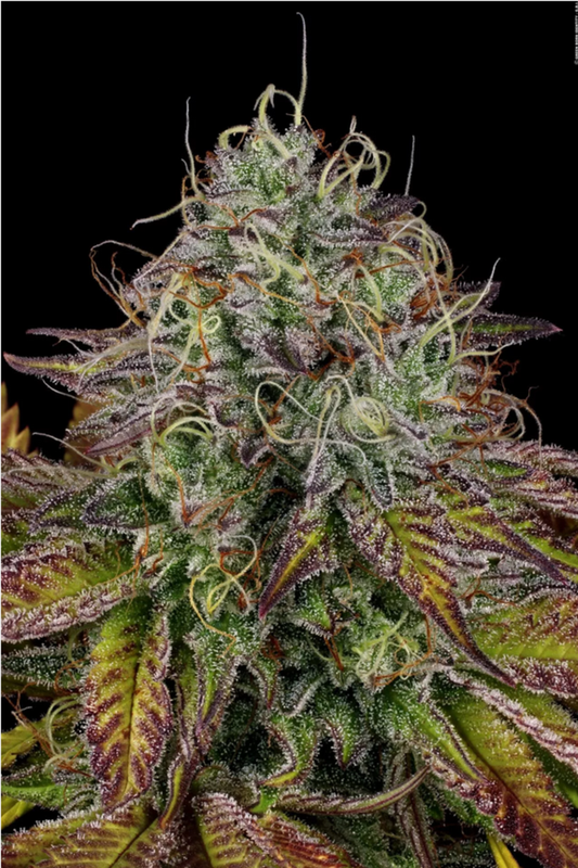 Apricot Candy feminisierte Cannabissamen