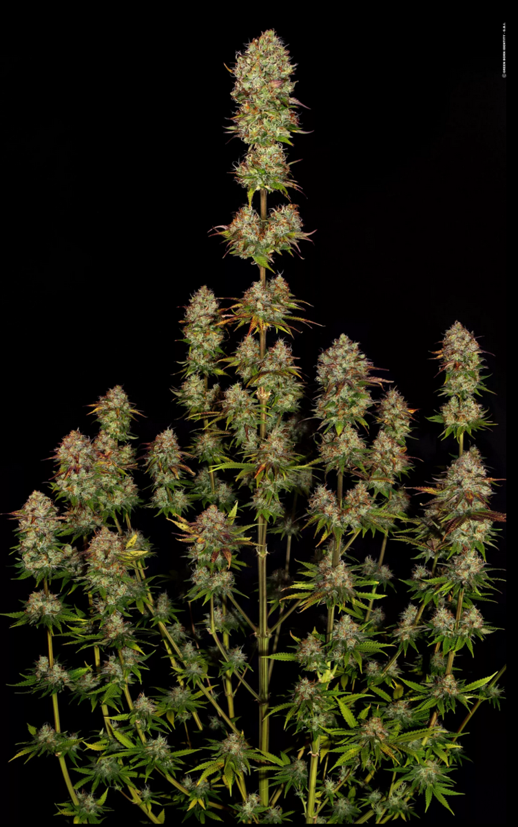Paradise Seeds Apricot Candy Feminisierte Hanfsamen