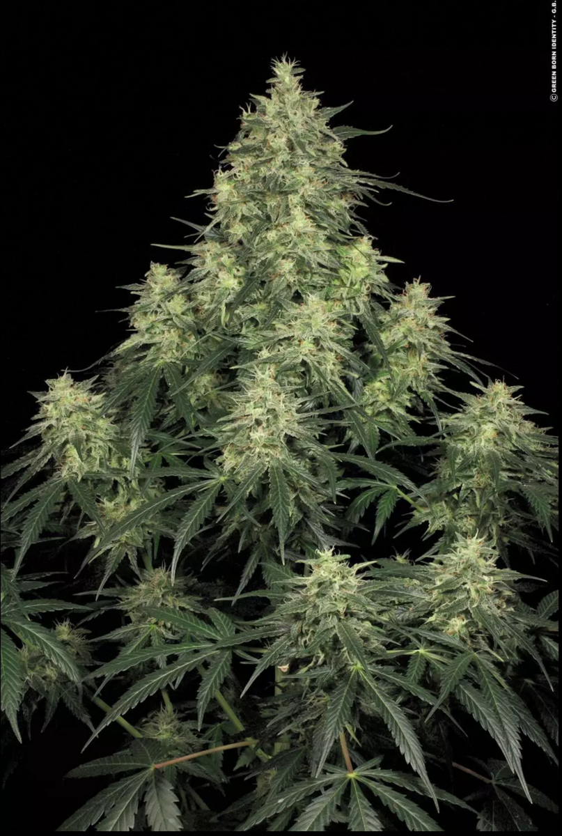Paradise Seeds Atomical Haze Feminisierte Hanfsamen