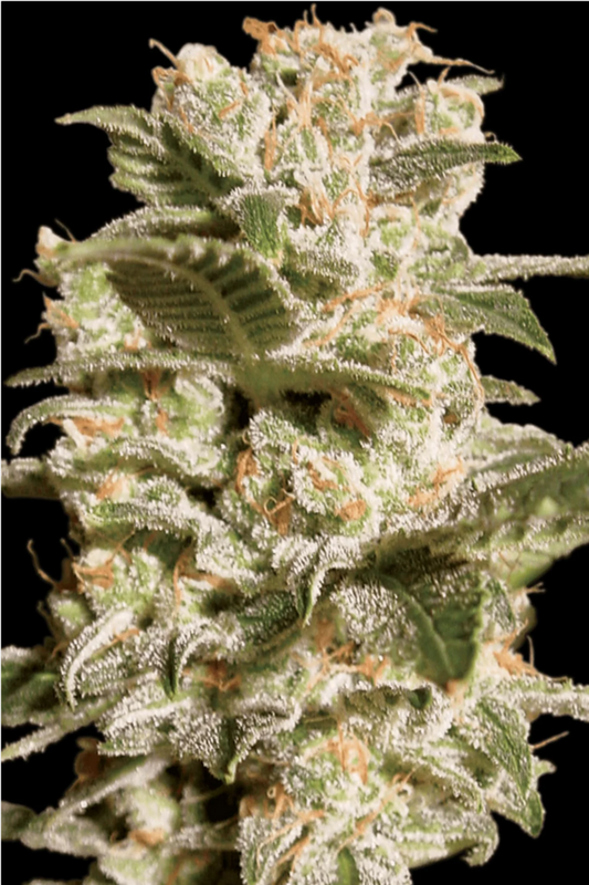 Bella Donna feminisierte Cannabissamen