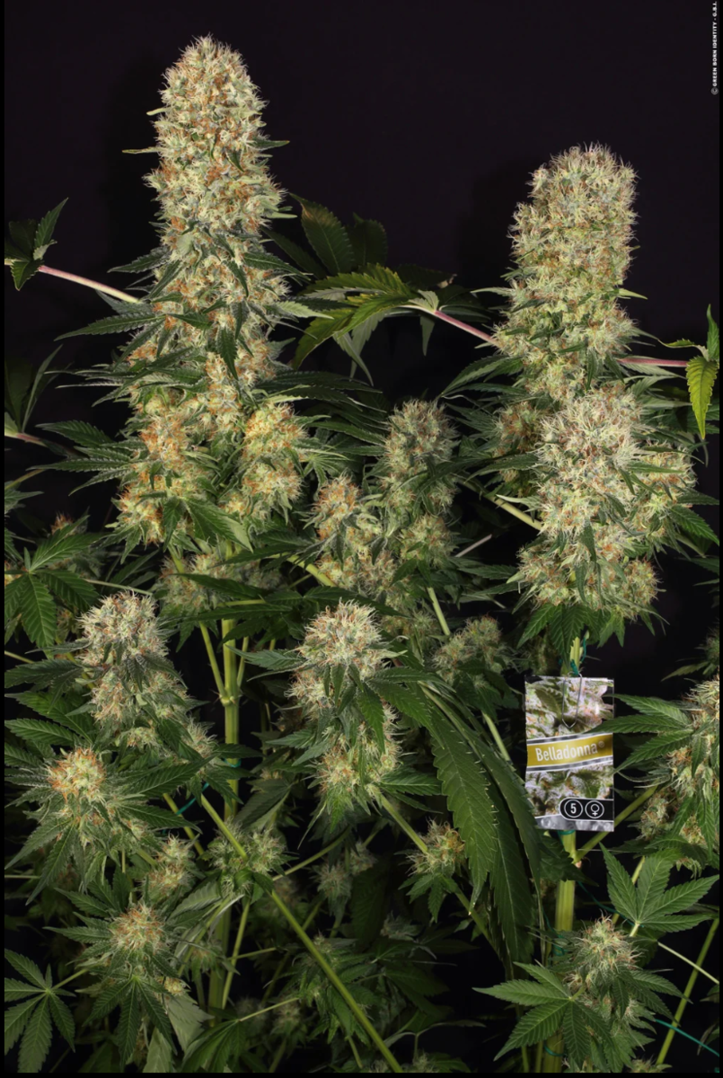 Paradise Seeds Bella Donna Feminisierte Hanfsamen 