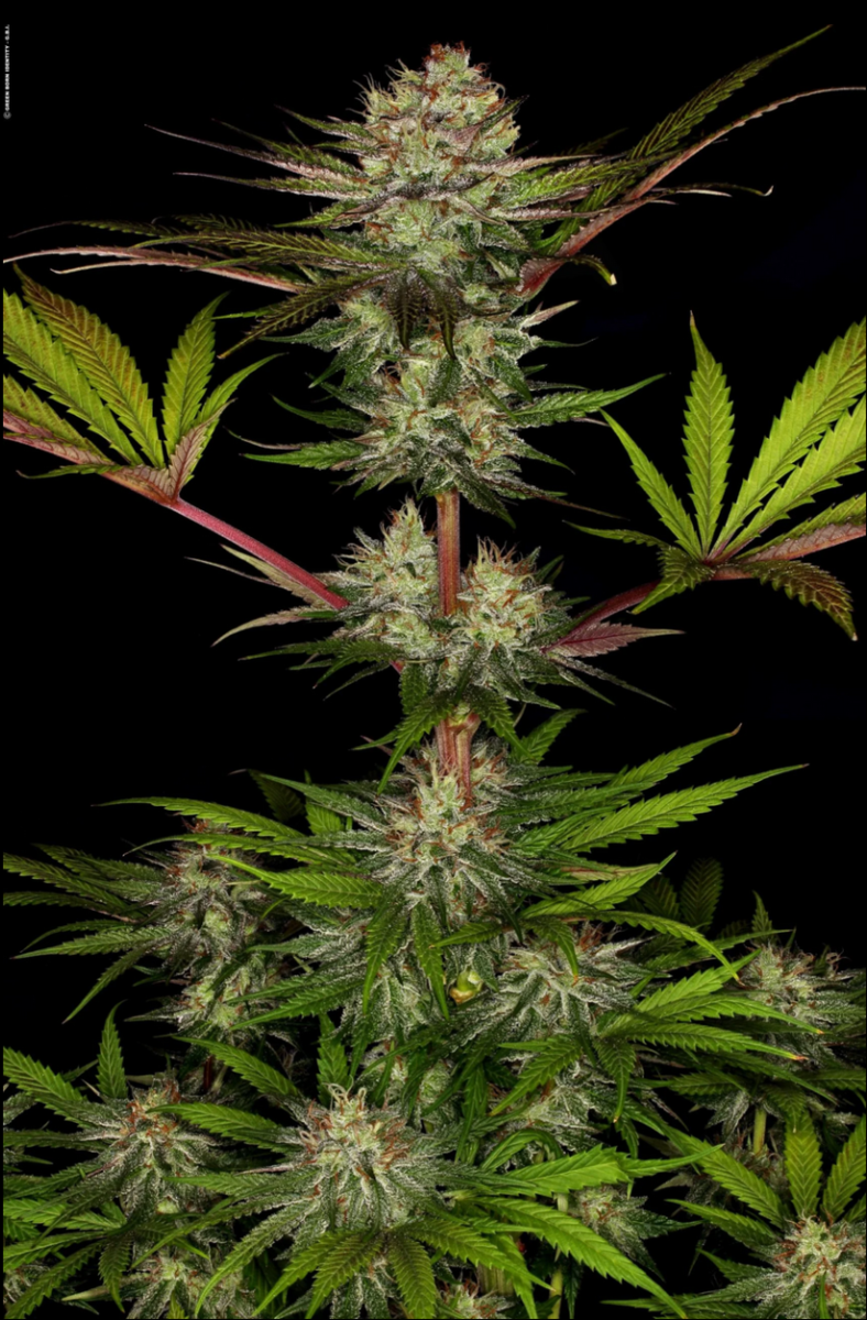 Paradise Seeds Chocolate Wafflez Feminisierte Hanfsamen