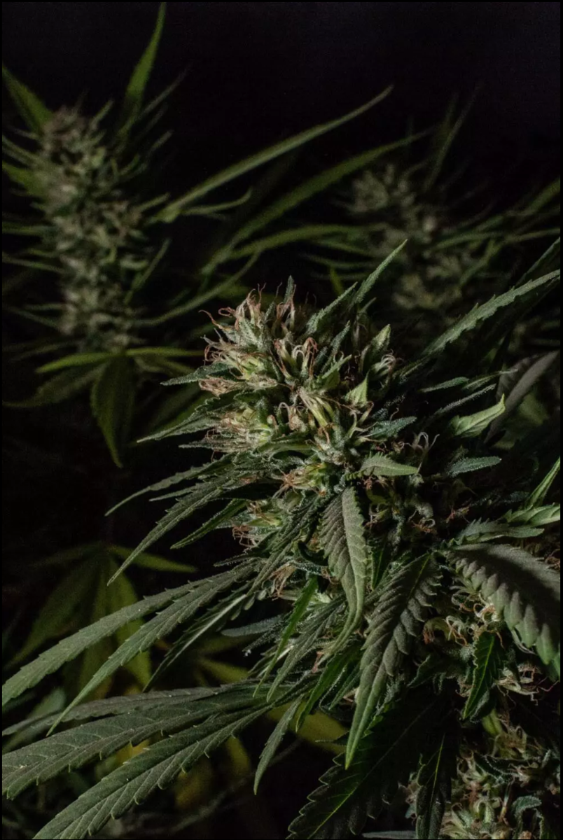 Paradise Seeds Delahaze Femenisirt Hanfsamen 