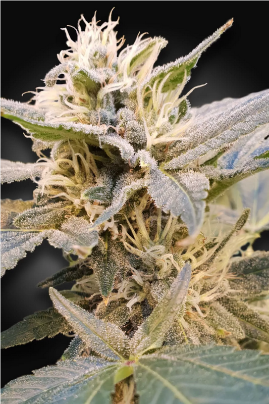 CBD Delight feminisierte Cannabissamen