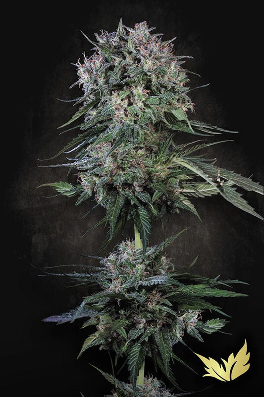 Paradise Seeds Doppler Feminisierte Hanfsame Cannabisblüte