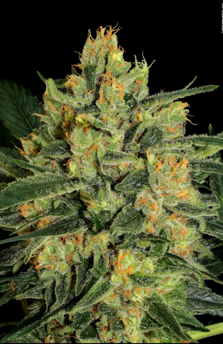 Paradise Seeds CBD Durga Mata 2 Feminisierte Hanfsamen