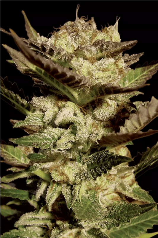 Durga Mata feminisierte Cannabissamen