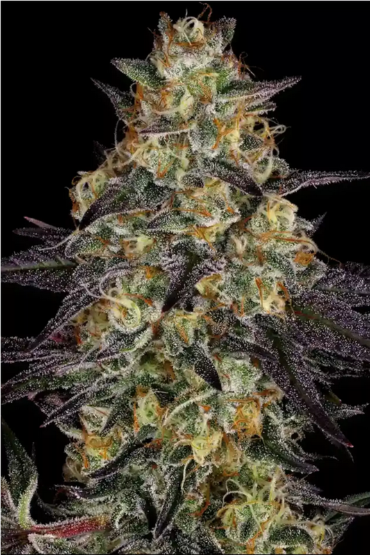 El Dorado OG feminisierte Cannabissamen