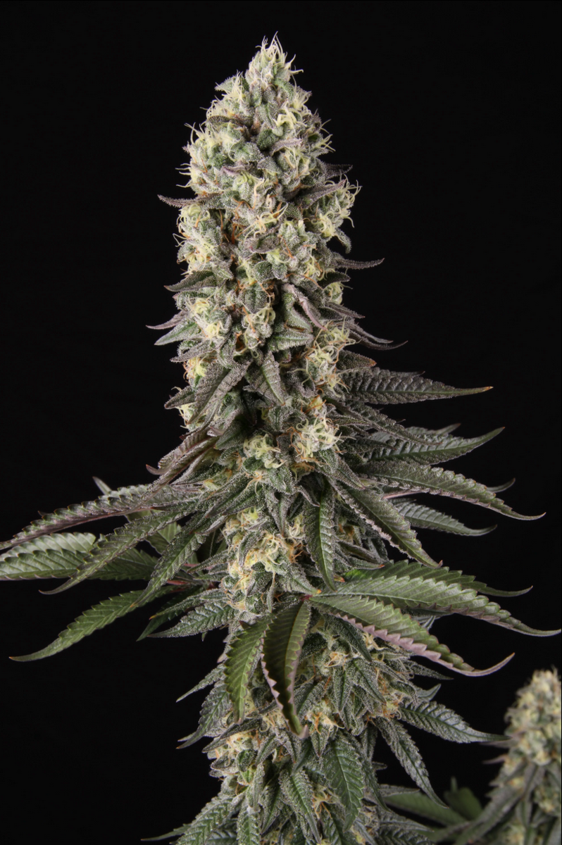 Paradise Seeds El Dorado OG Feminisierte Hanfsamen