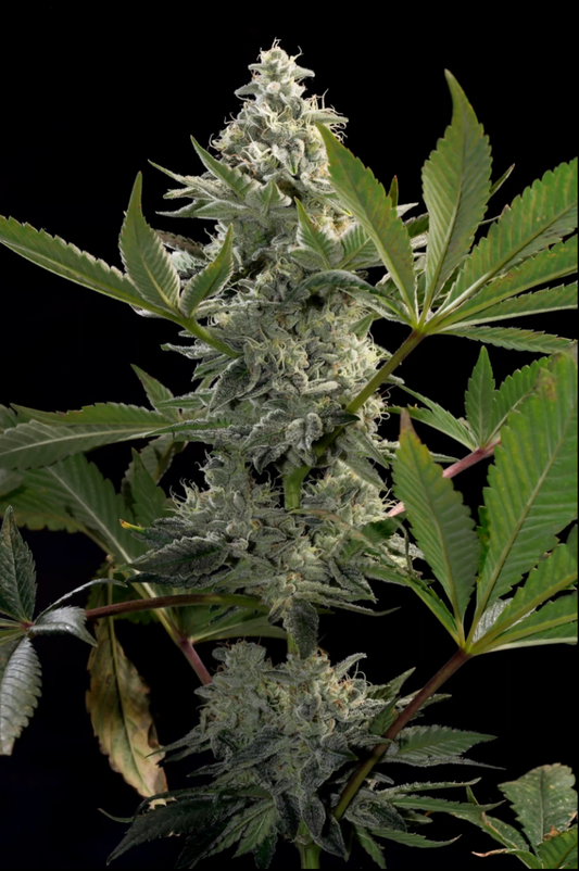 Glowstarz feminisierte Cannabissamen