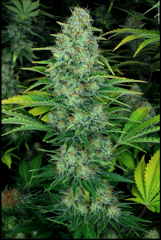 Ice Cream feminisierte Cannabissamen