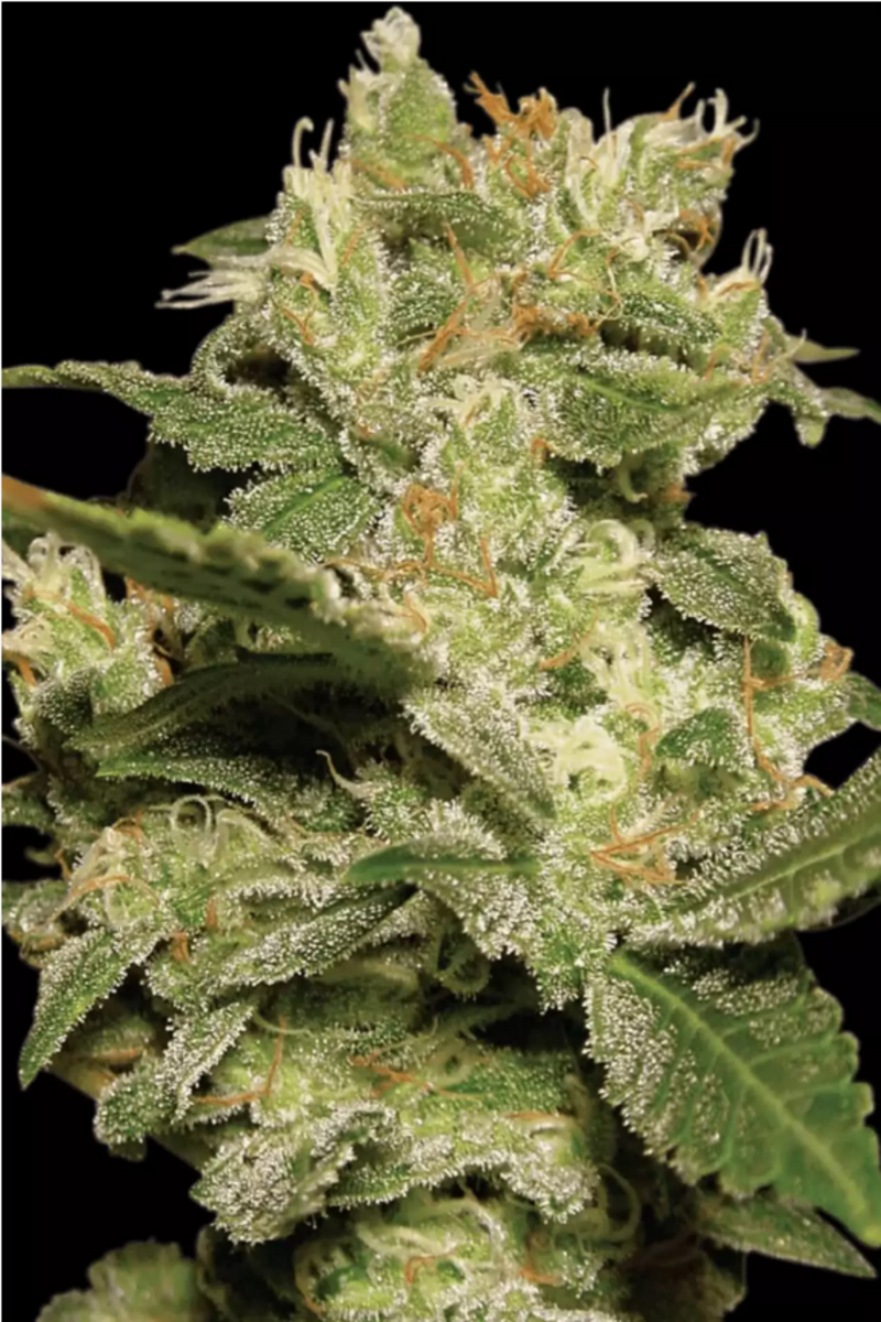 Automatic Cannabissamen Jack