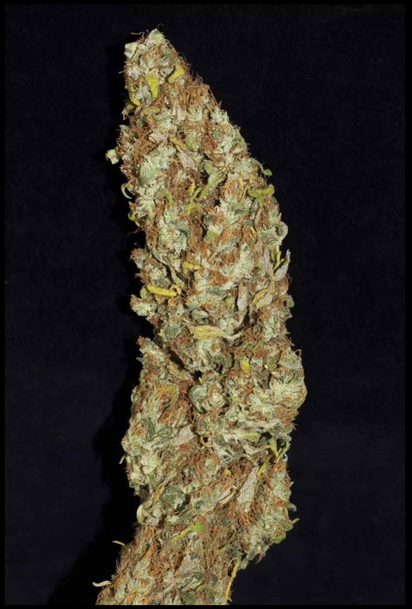 Paradise Seeds Jacky White Feminisierte Hanfsamen