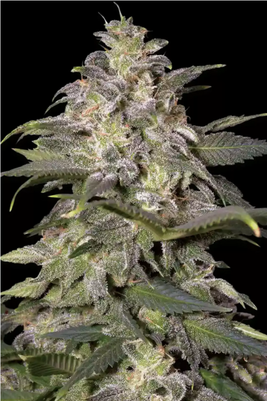 Magic Bud feminisierte Cannabissamen