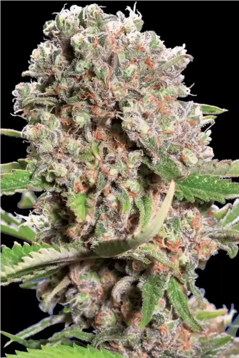 Mendocino Skunk feminisierte Cannabissamen