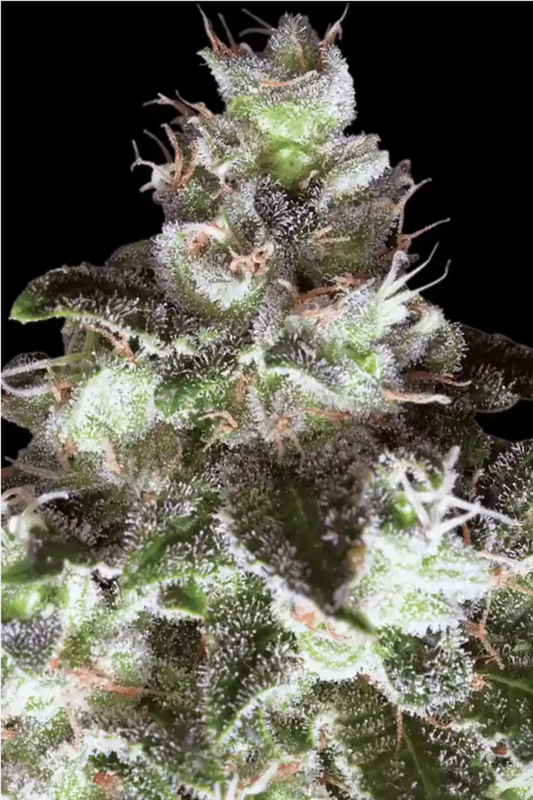 Original White Widow (IBL) feminisierte Cannabissamen