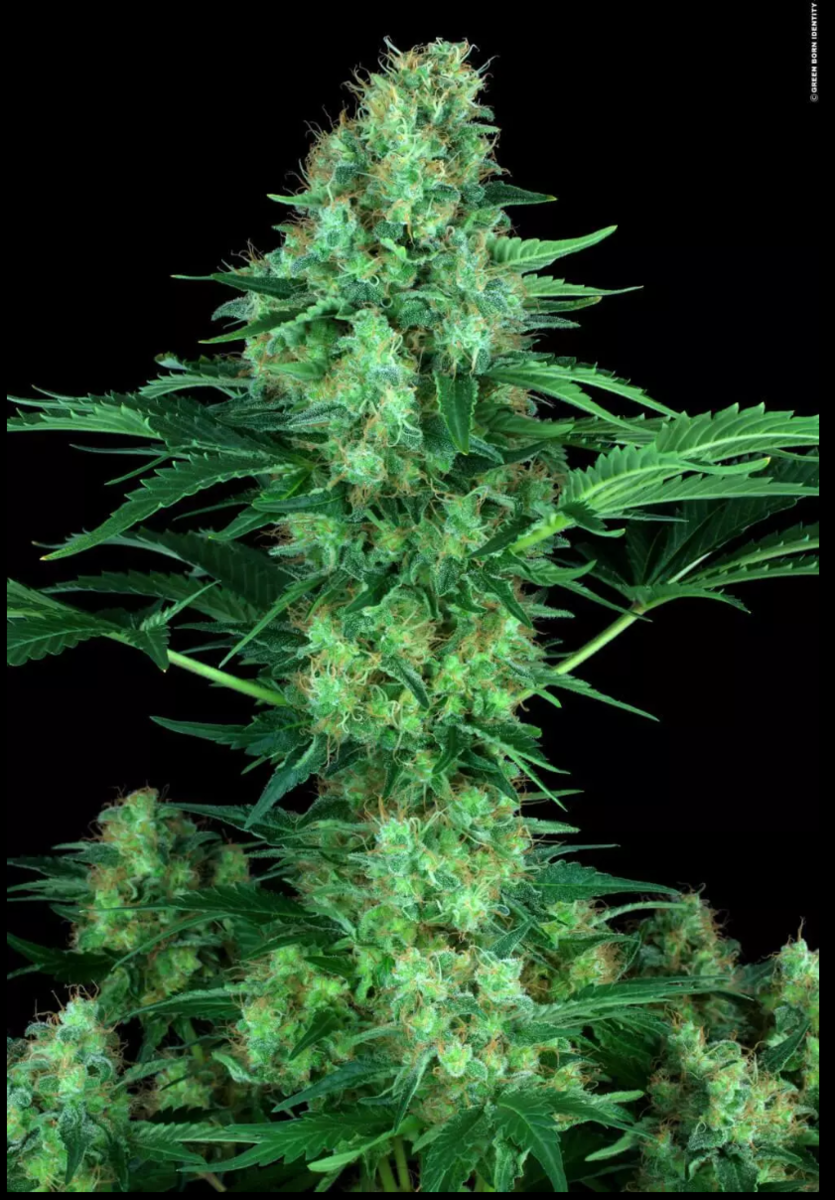 Paradise Seeds Original White Widow- IBL Feminisierte Hanfsamen