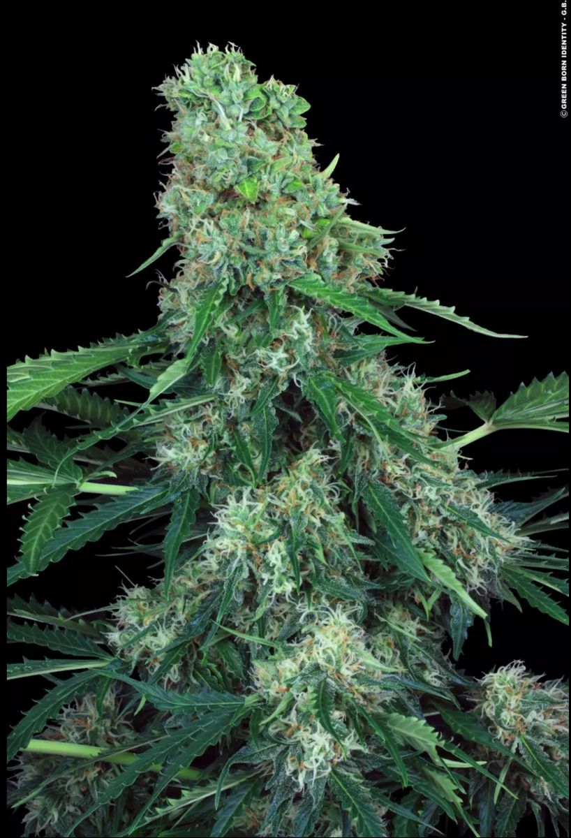 Paradise Seeds Pandora Automatic Hanfsamen