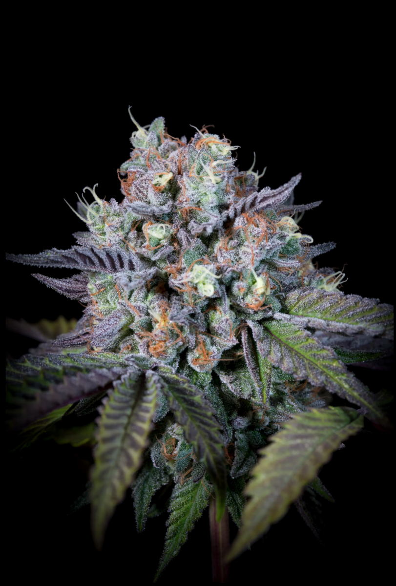 Paradise Seeds Purple Mints Feminisierte Hanfsamen