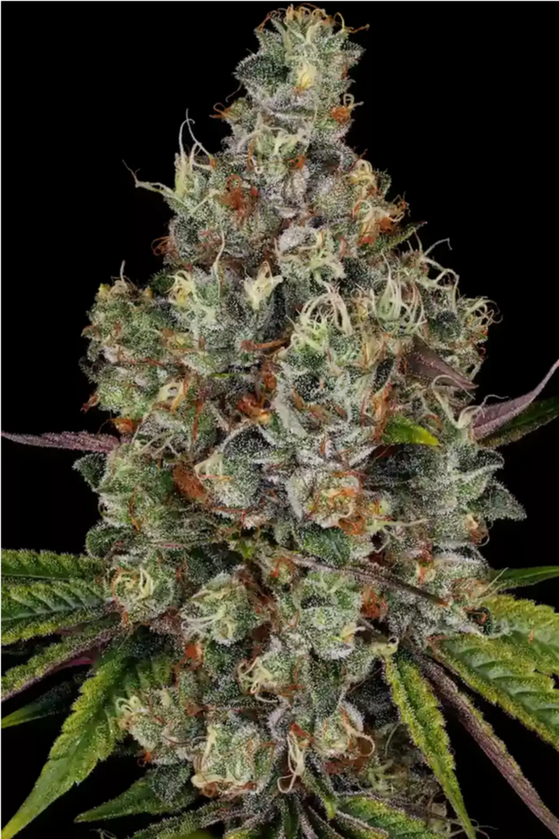 Rainbow Road feminisierte Cannabissamen