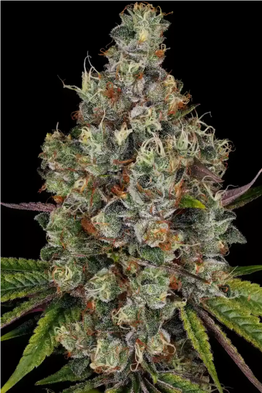 Rainbow Road feminisierte Cannabissamen