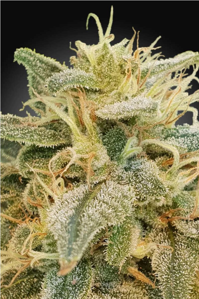 CBD Relief feminisierte Cannabissamen