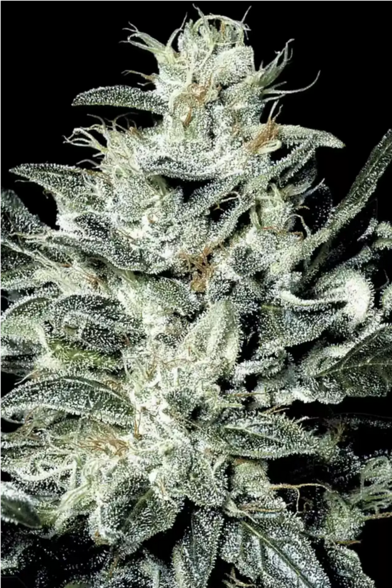Paradise Seeds Sensi Star Feminisierte Hanfsamen