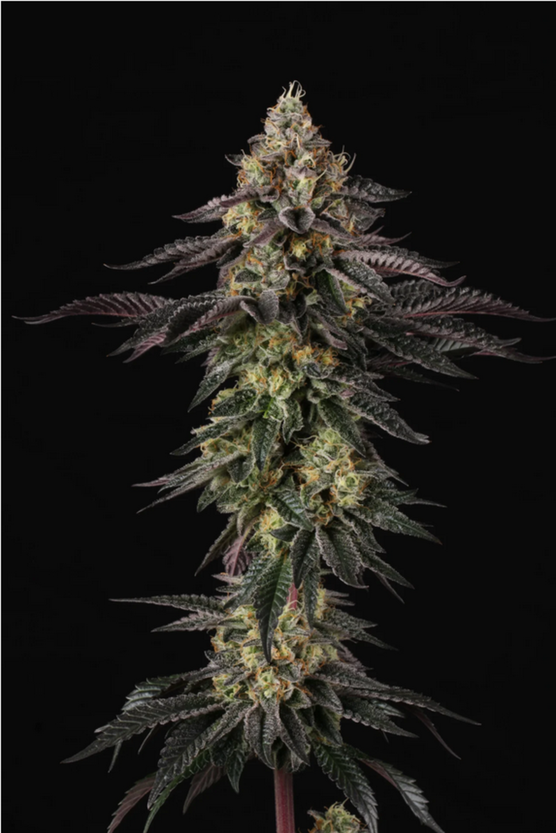 Sunset Paradise feminisierte Cannabissamen