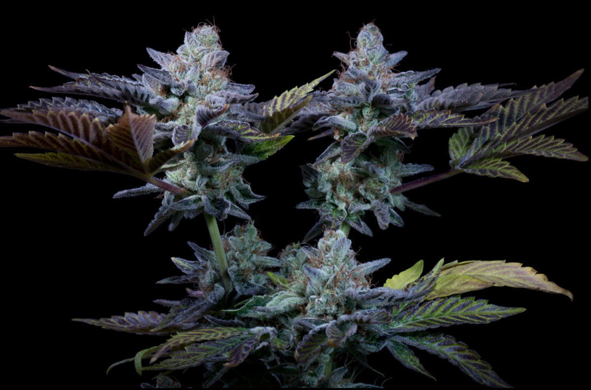 Paradise Seeds Sweetopia Feminisierte Hanfsamen