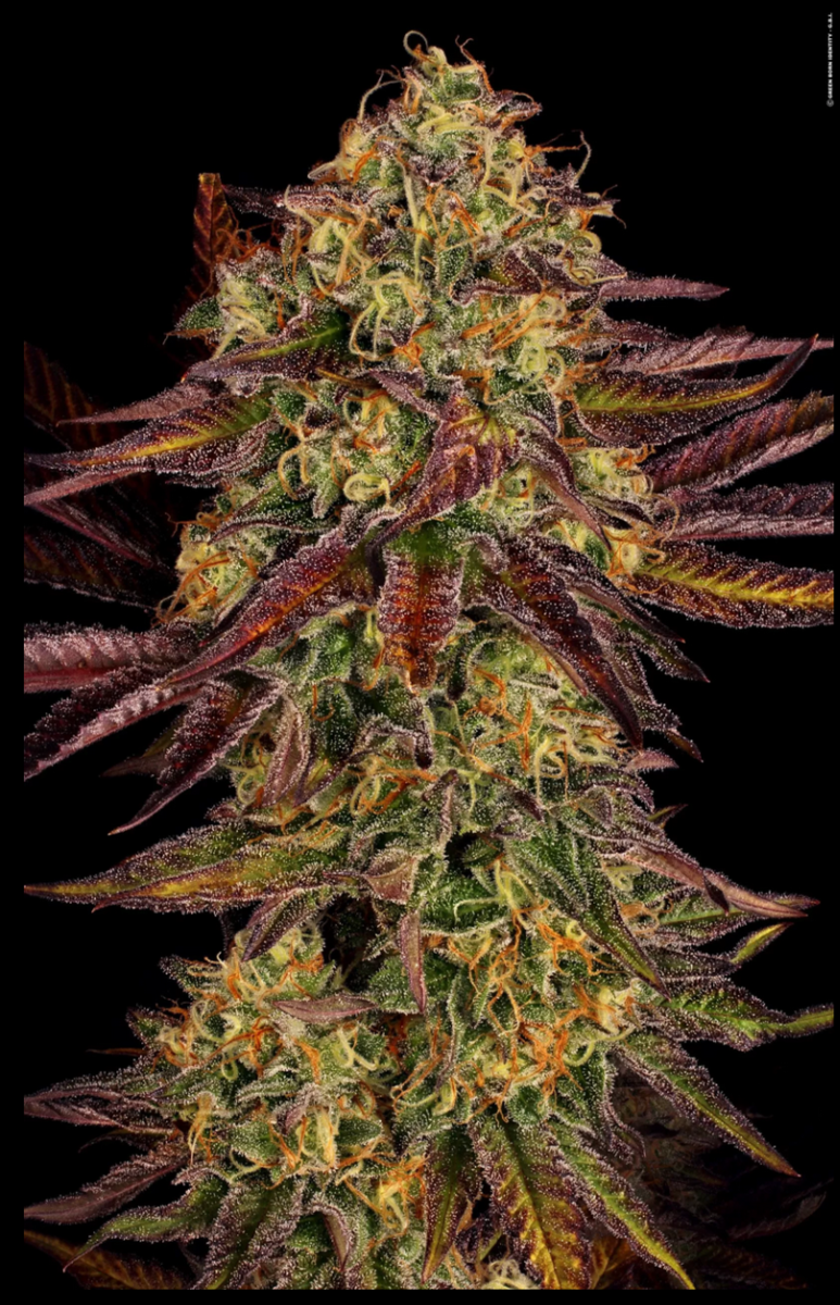 Tangerine Sorbet feminisierte Cannabissamen